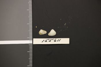 Media type: image;   Malacology 155611 Description: Preserved specimen.;
